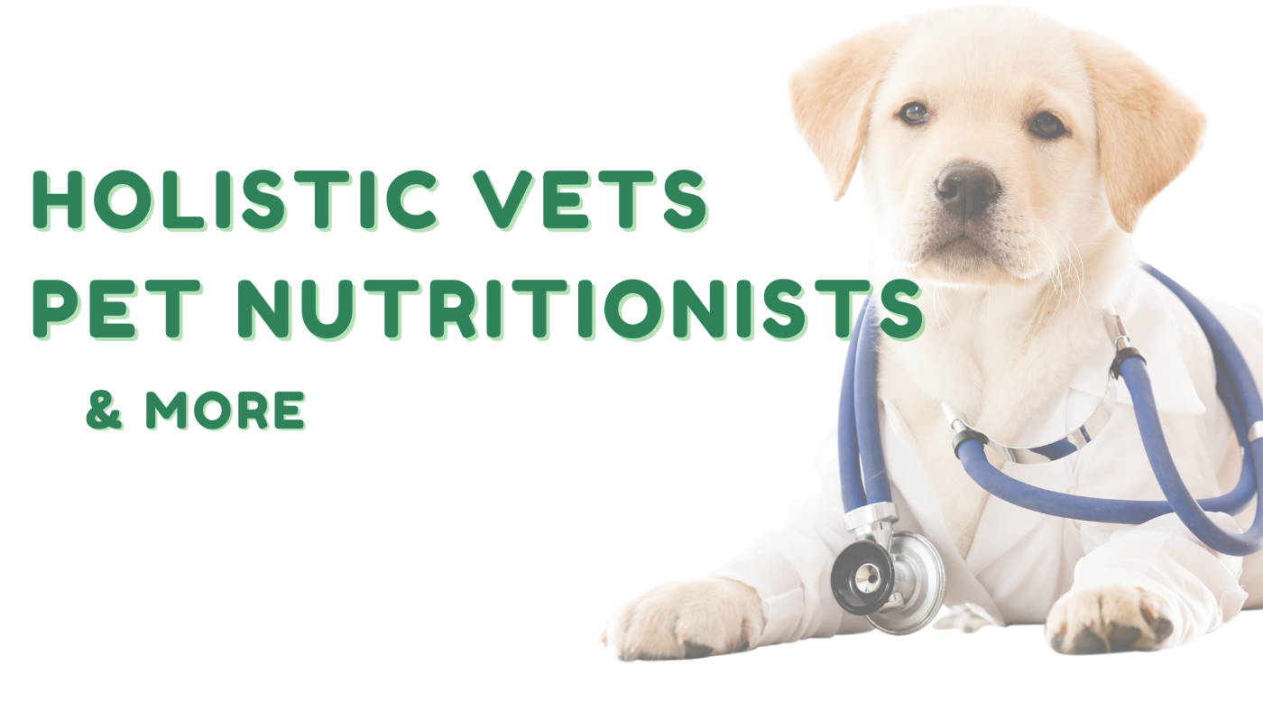 11 Holistic Veterinarians Pet Nutritionists Animal Homeopaths